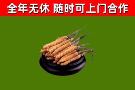 乐山市回收散虫草