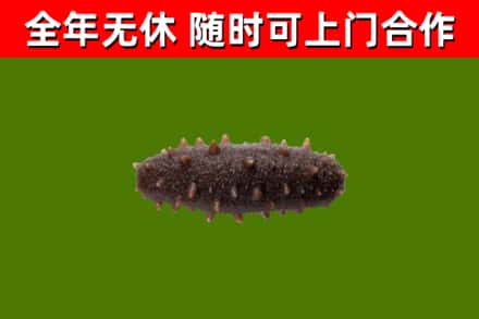 乐山市回收海参干